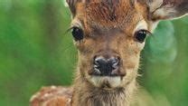 Bambi, l'histoire d'une vie